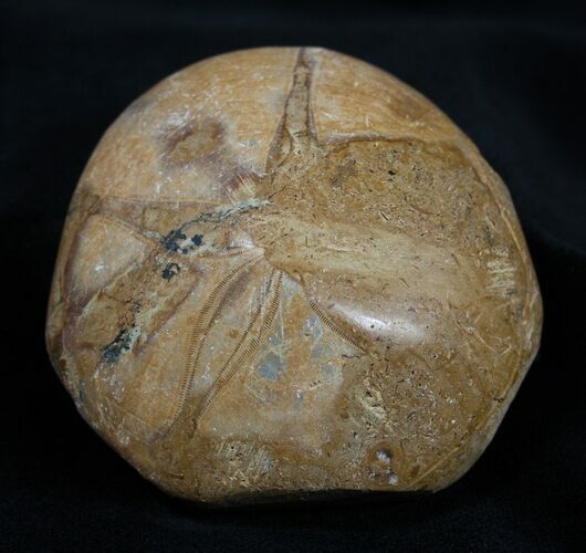 Fossil Sand Dollar Mepygurus From Madagascar #1640
